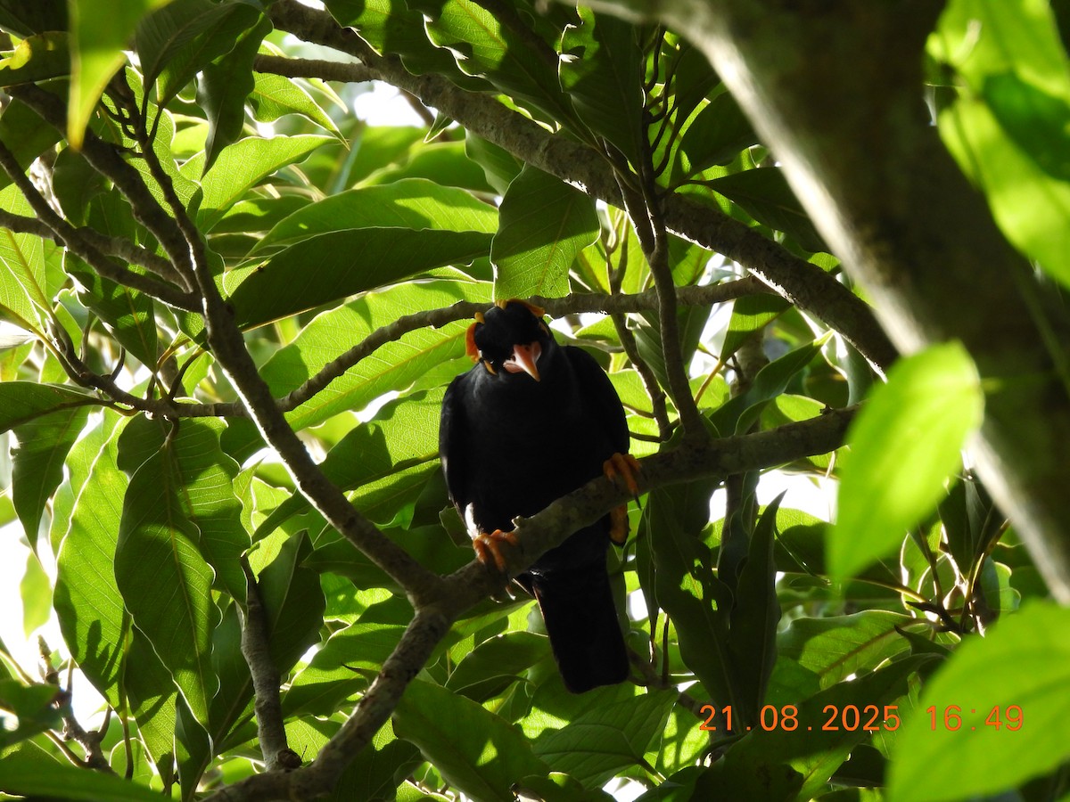 Southern Hill Myna - ML640605413