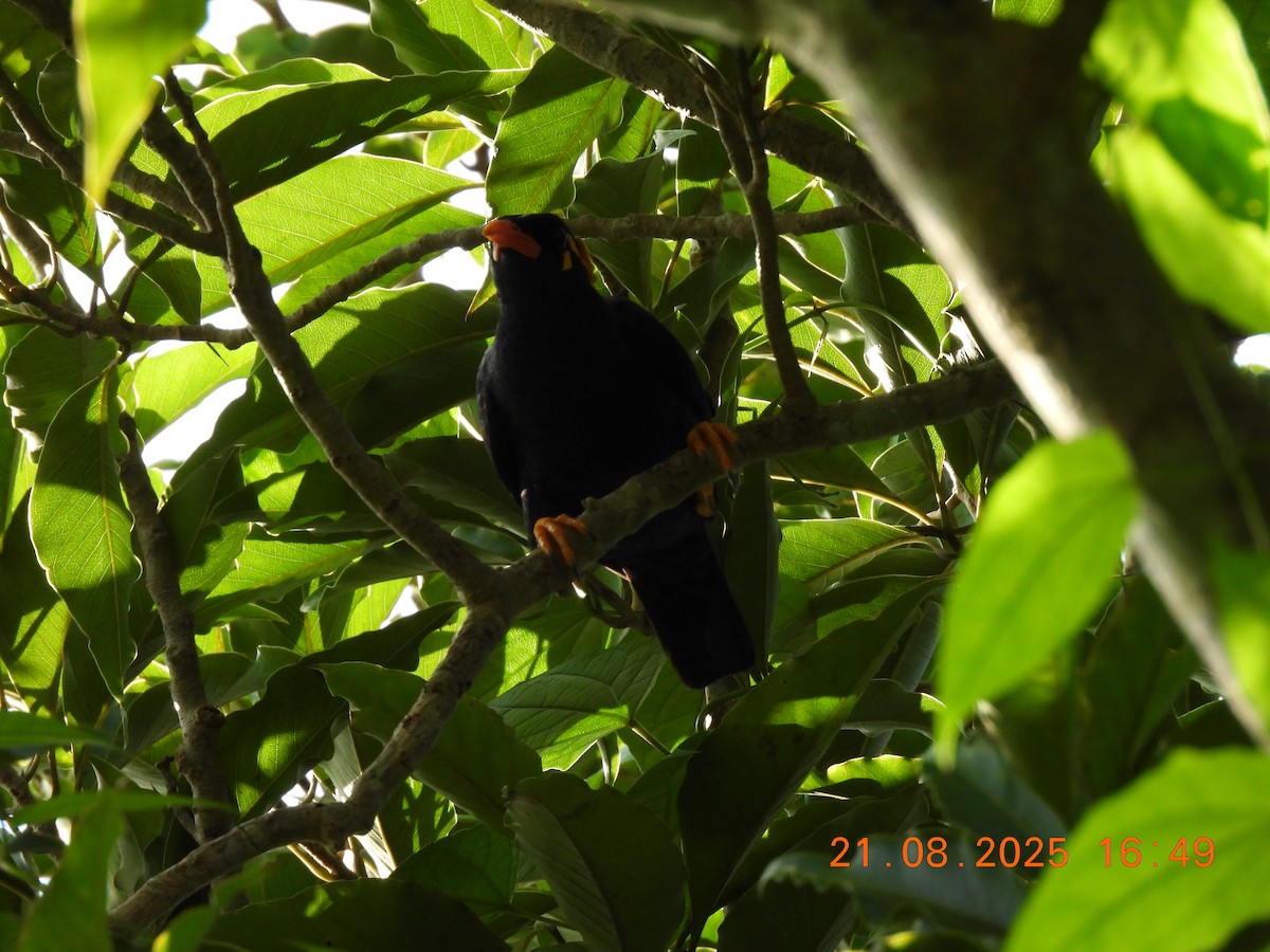 Southern Hill Myna - ML640605414
