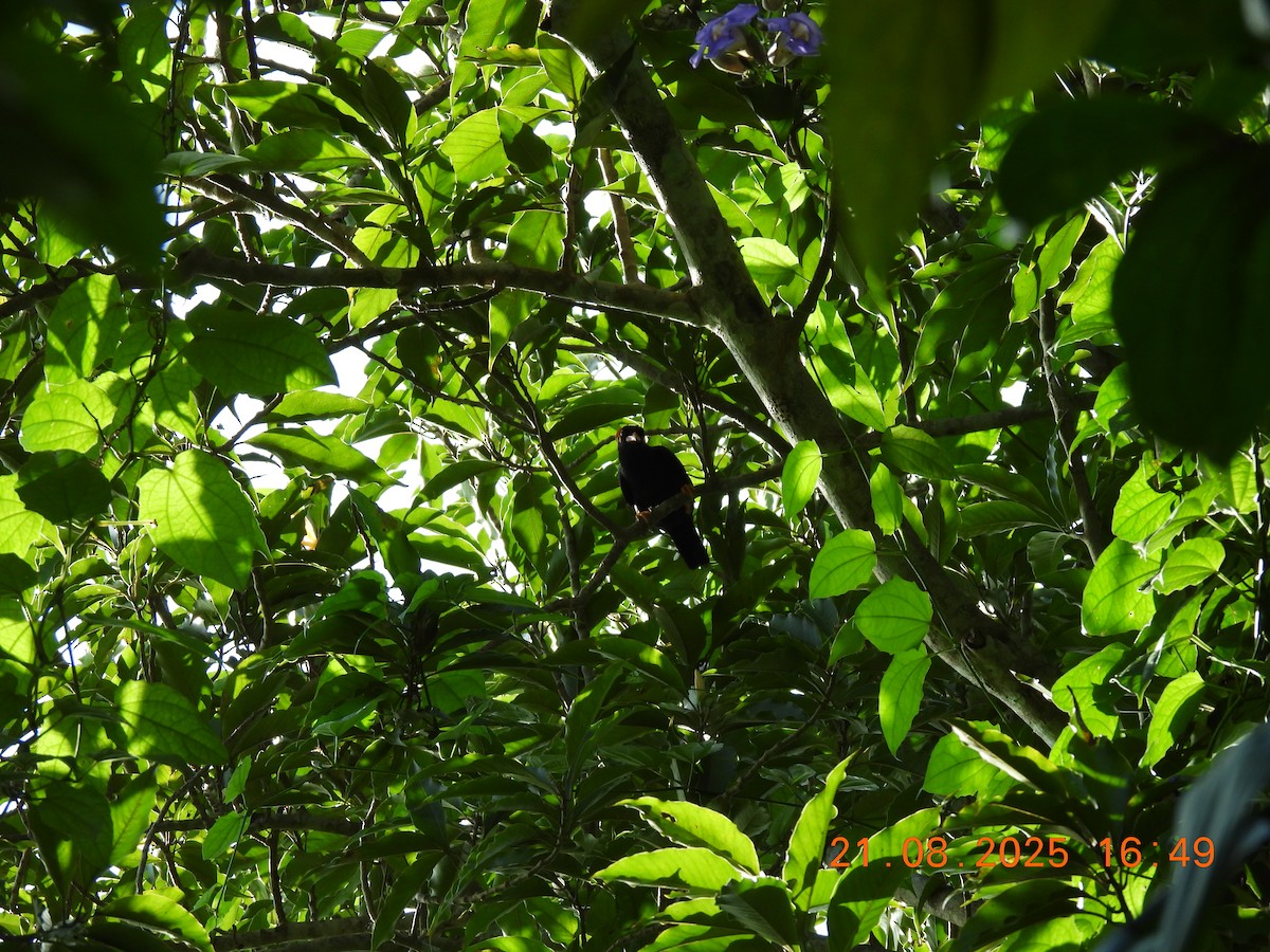 Southern Hill Myna - ML640605415