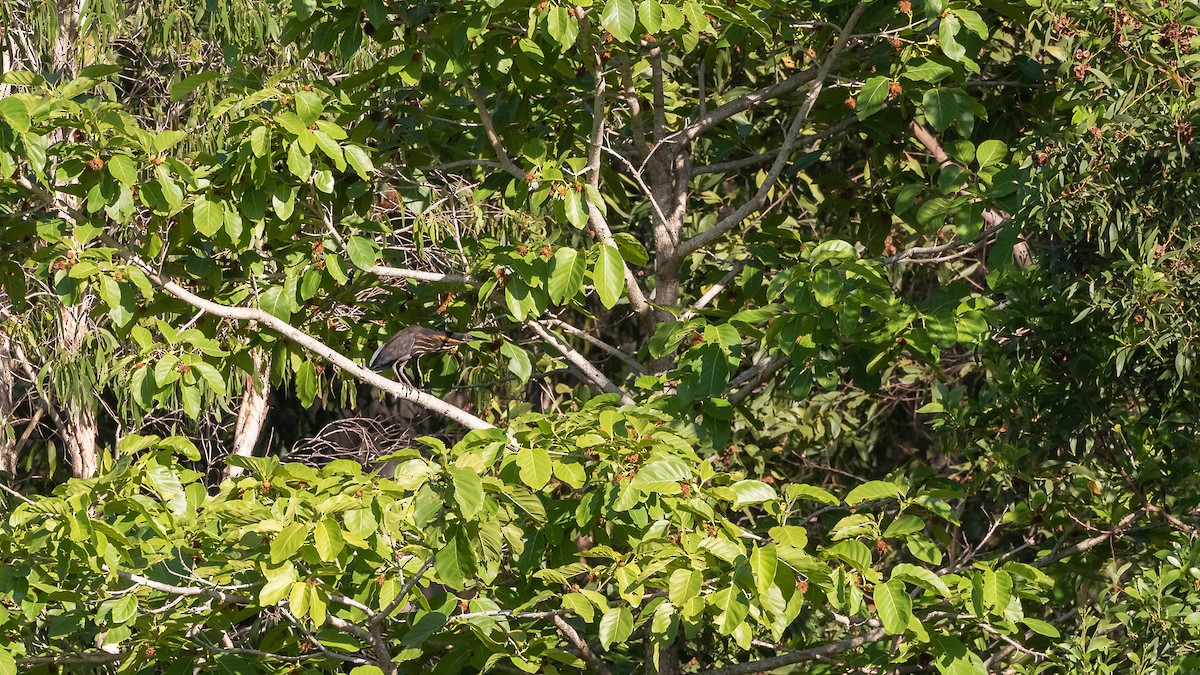 Black Bittern - ML640605511