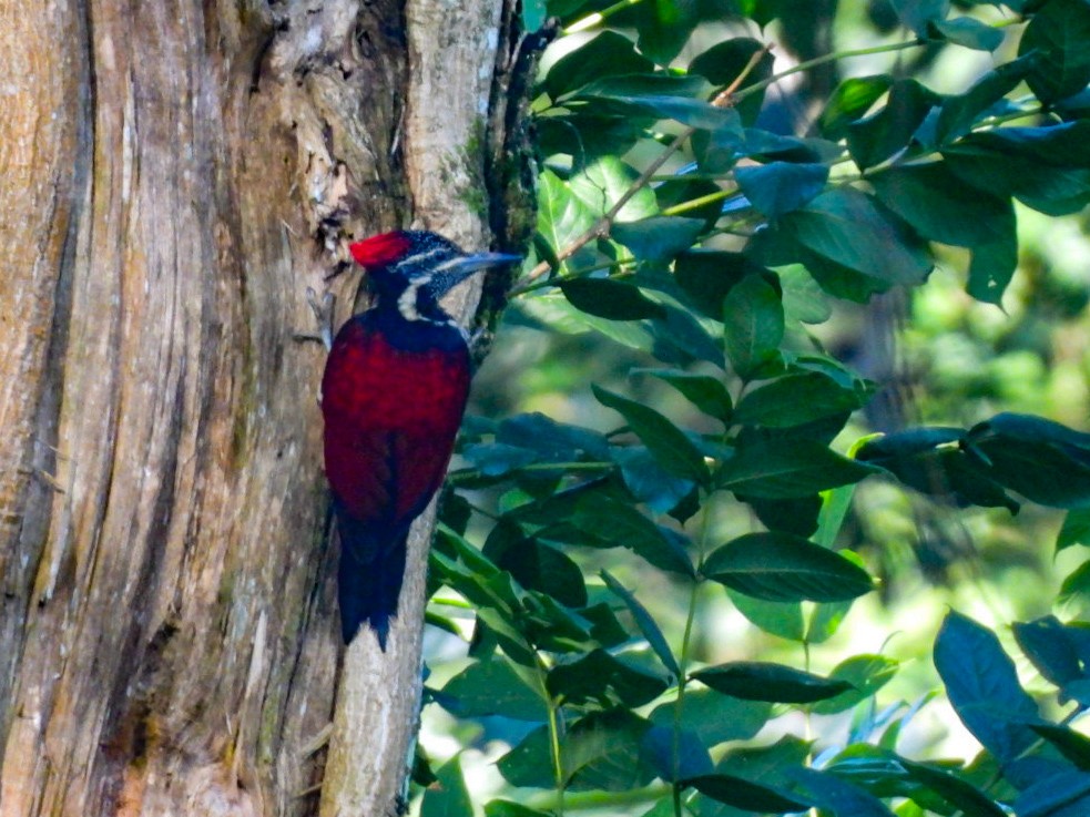 Crimson-backed Flameback - ML640605569