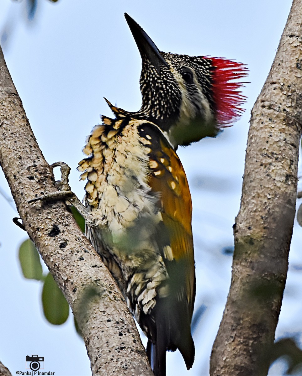 Black-rumped Flameback - ML640605589