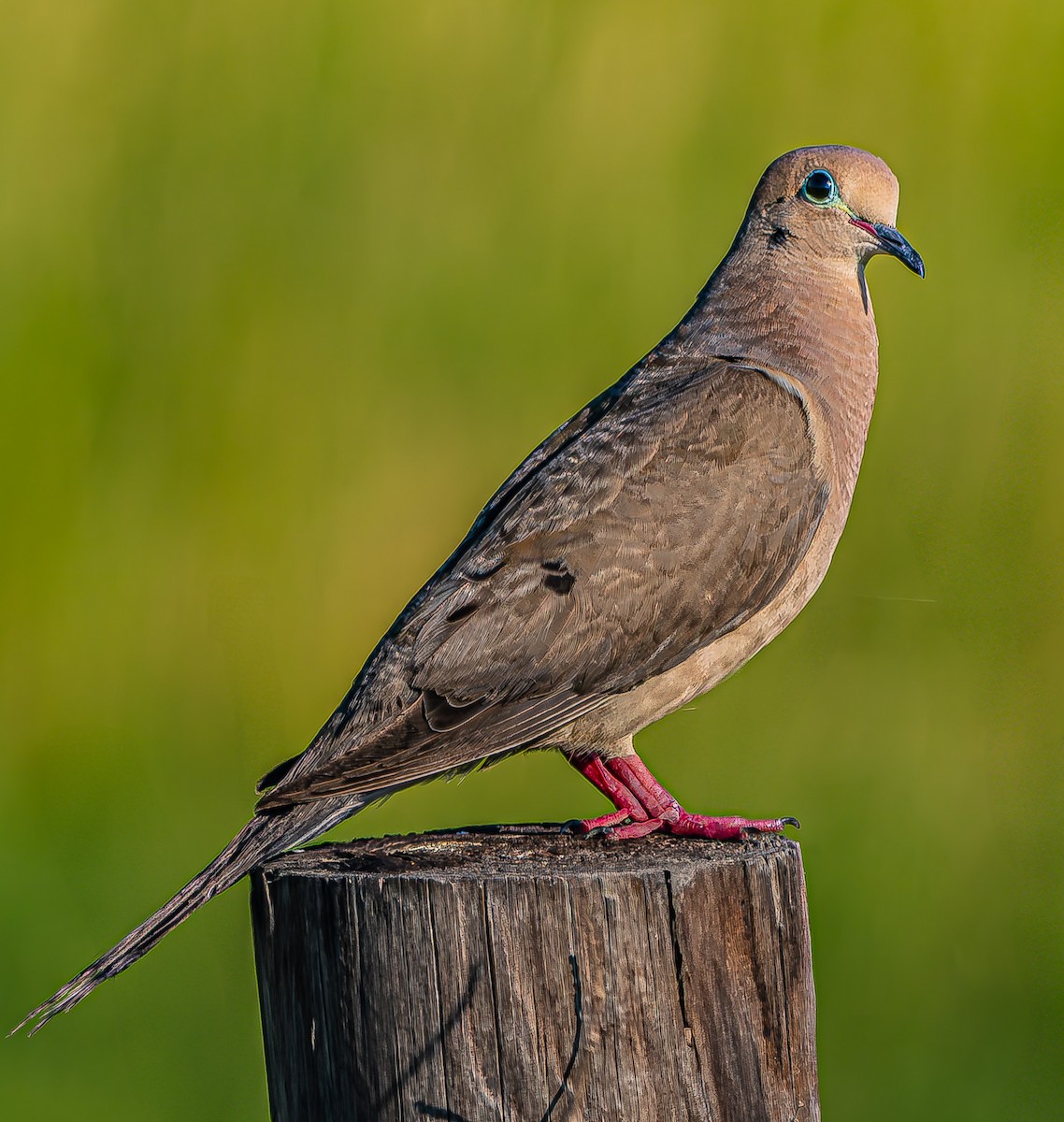 Mourning Dove - ML640605735