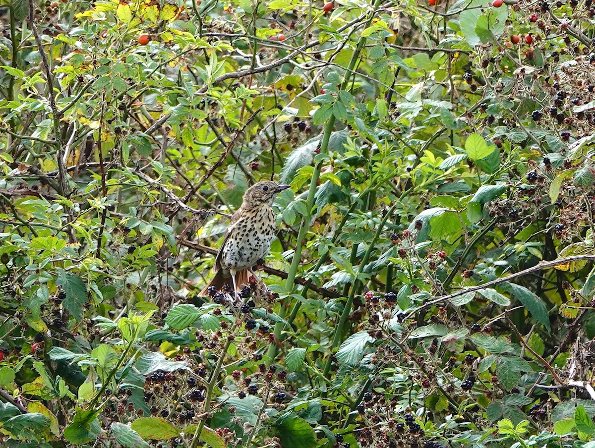 Song Thrush - ML640605769