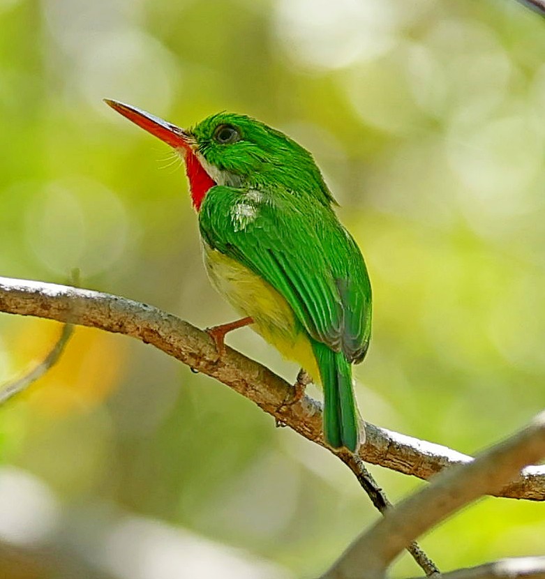 Puerto Rican Tody - ML640605846
