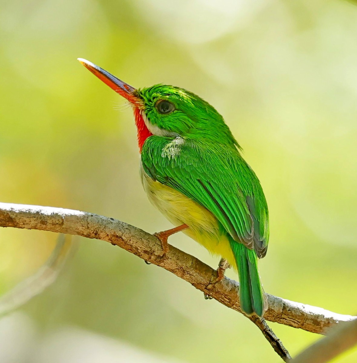 Puerto Rican Tody - ML640605847