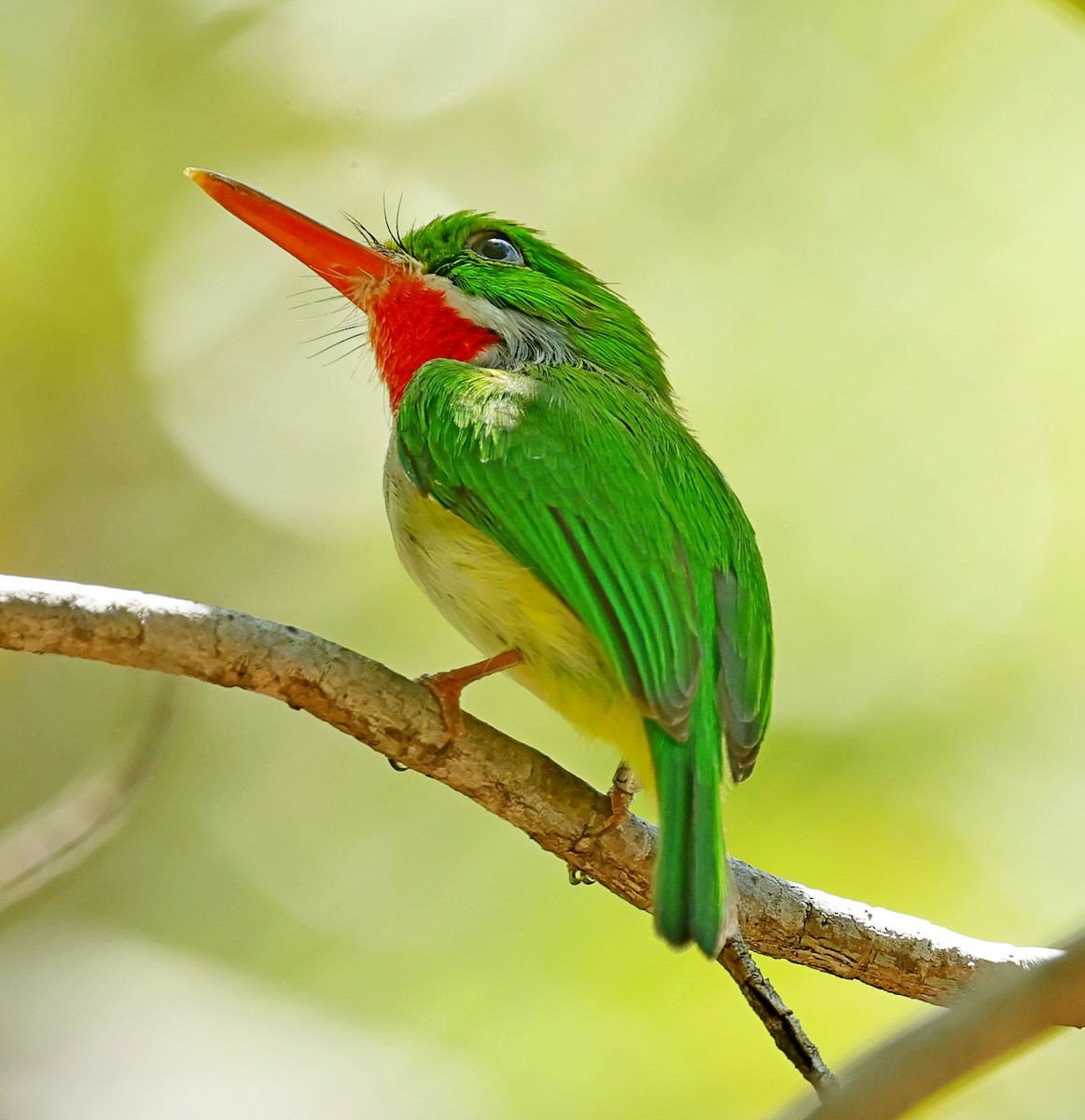 Puerto Rican Tody - ML640605848