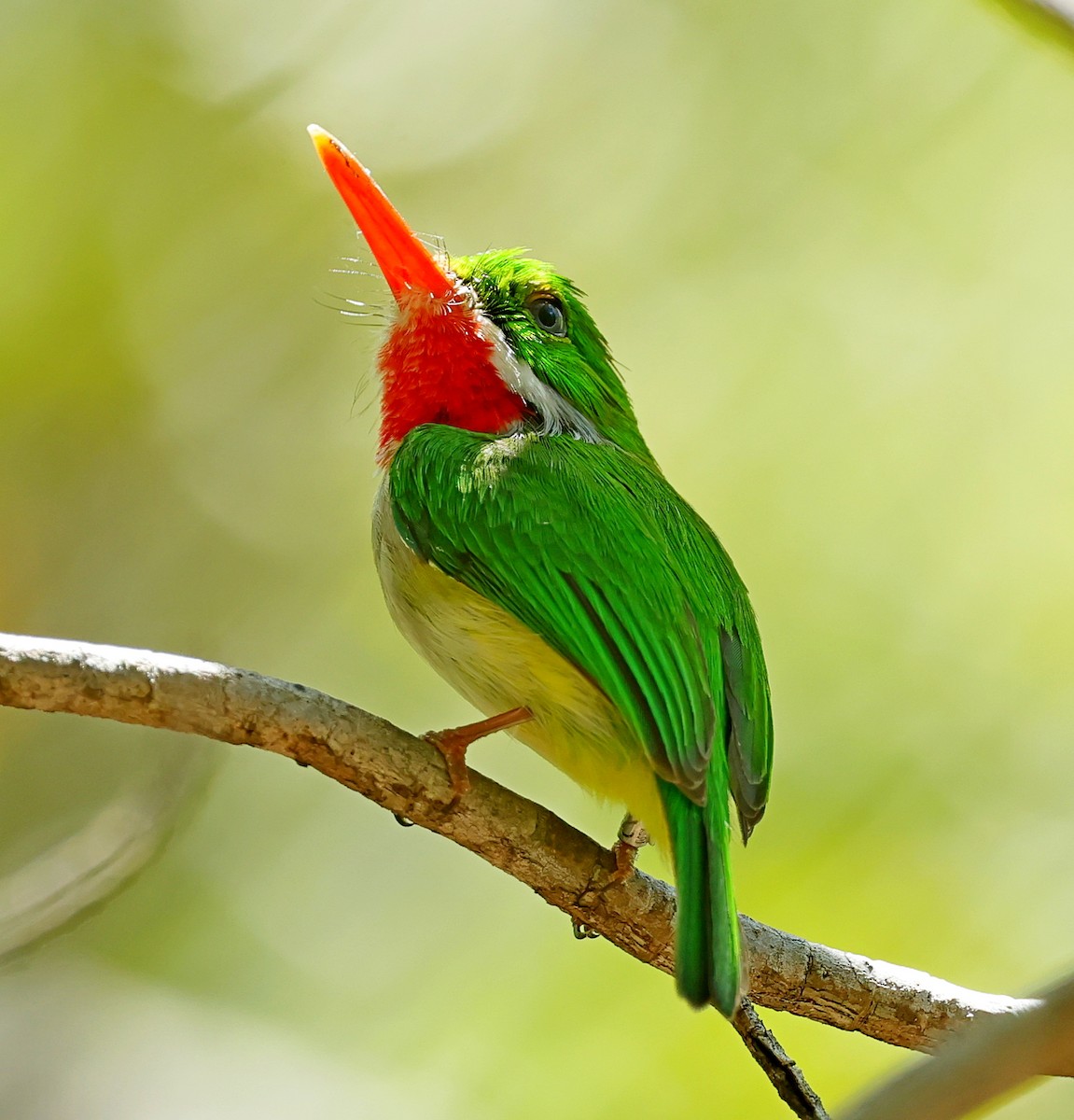 Puerto Rican Tody - ML640605849