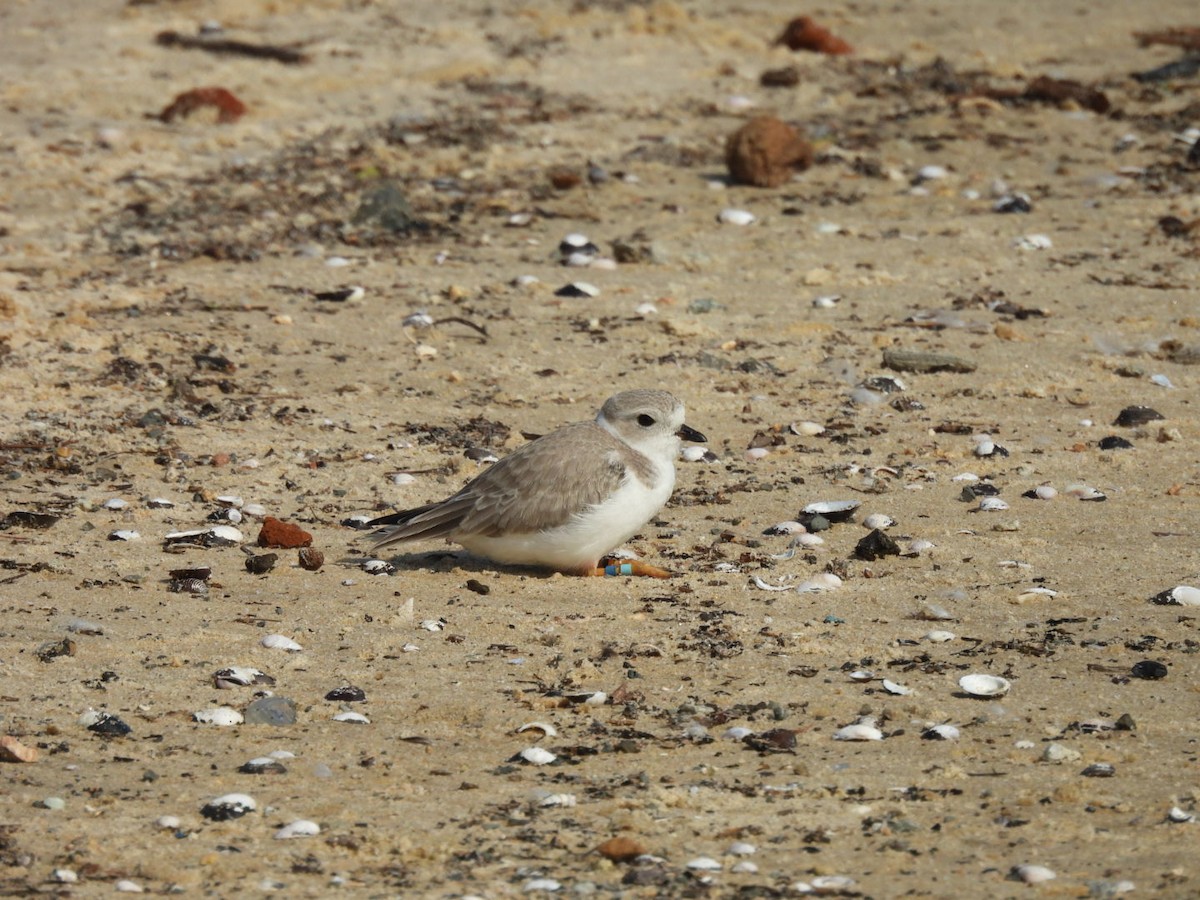 kulík pisklavý - ML640605851