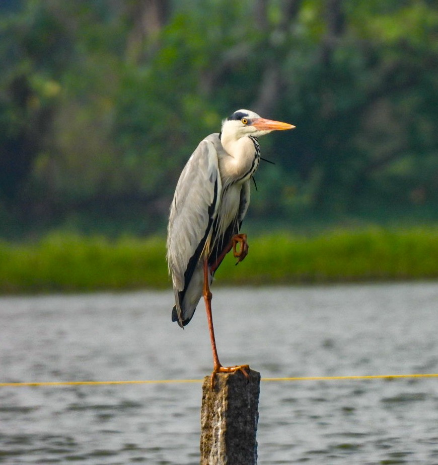Gray Heron - ML640605855