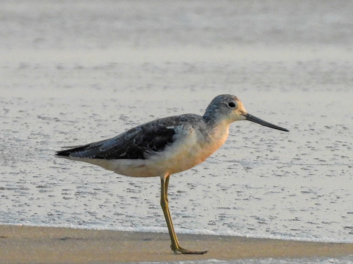 Common Greenshank - ML640605896