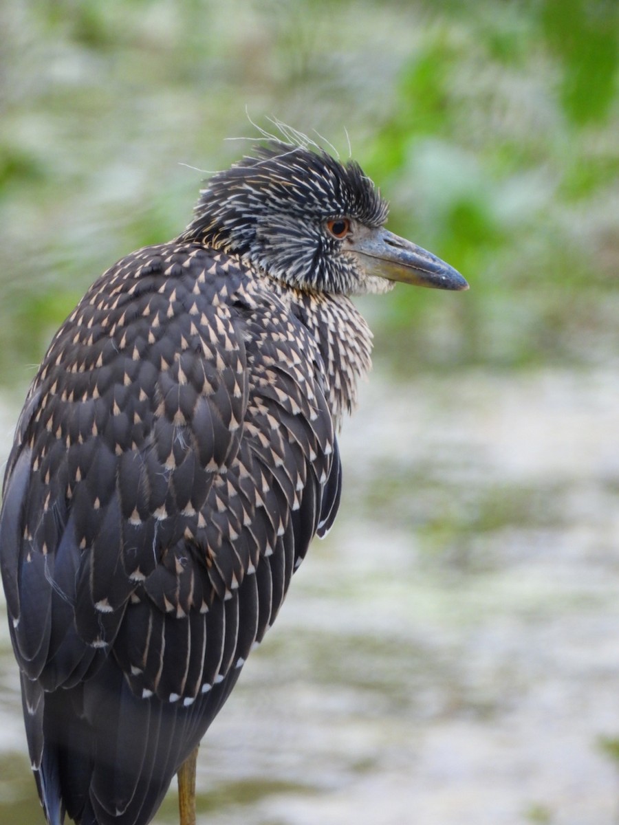 Yellow-crowned Night Heron - ML640605977