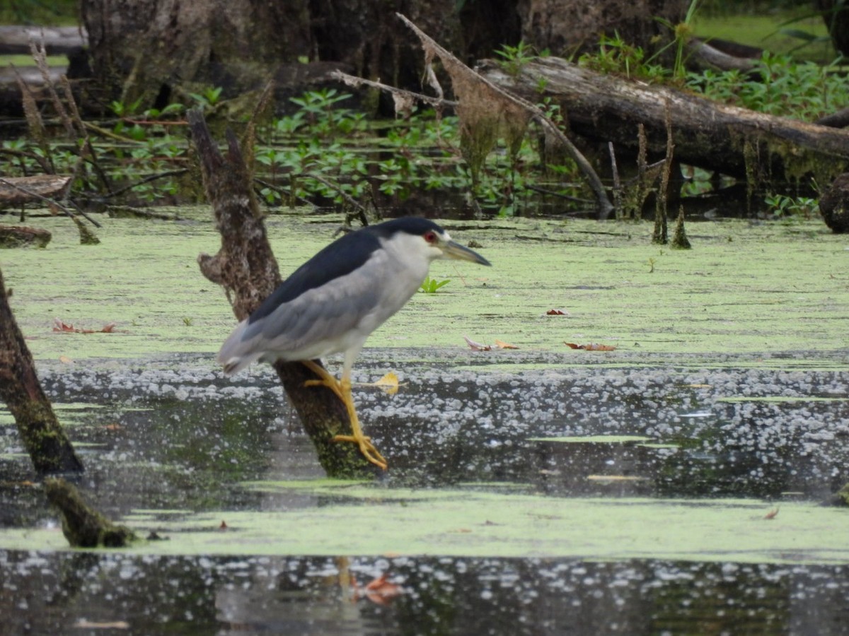 夜鷺 - ML640605982