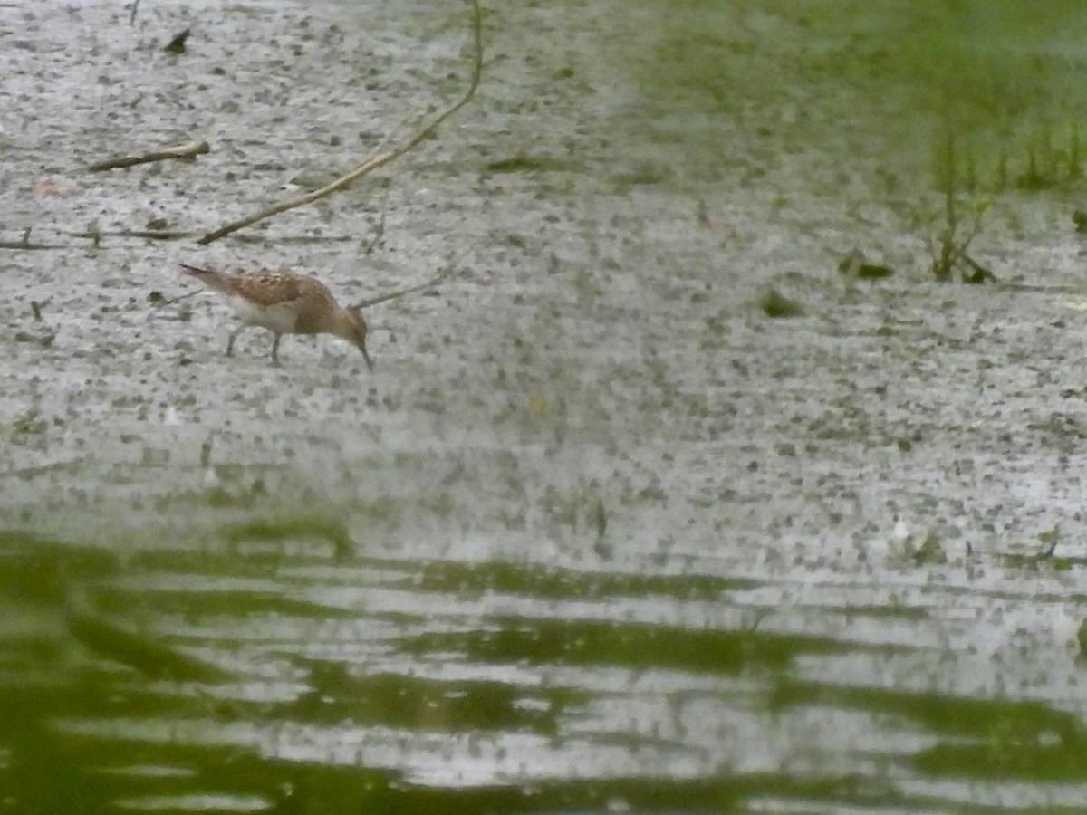 美洲尖尾濱鷸 - ML640605996