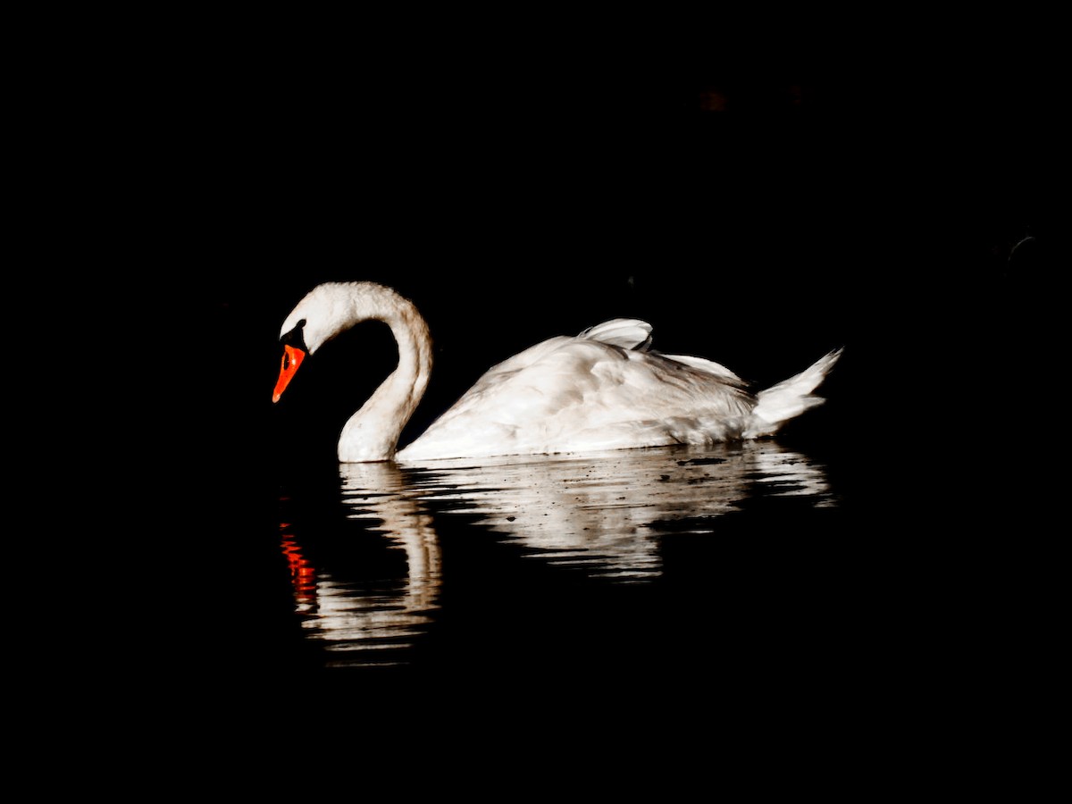Mute Swan - ML640606011