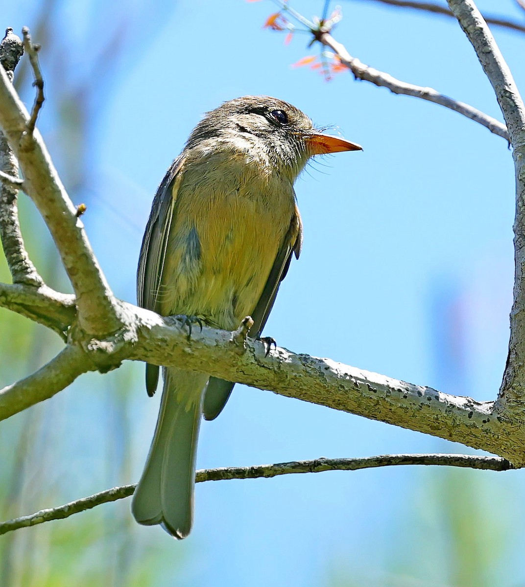 Lesser Antillean Pewee - ML640606048