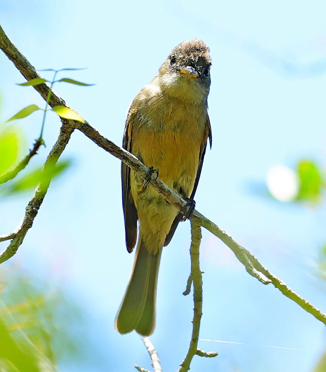 Lesser Antillean Pewee - ML640606051