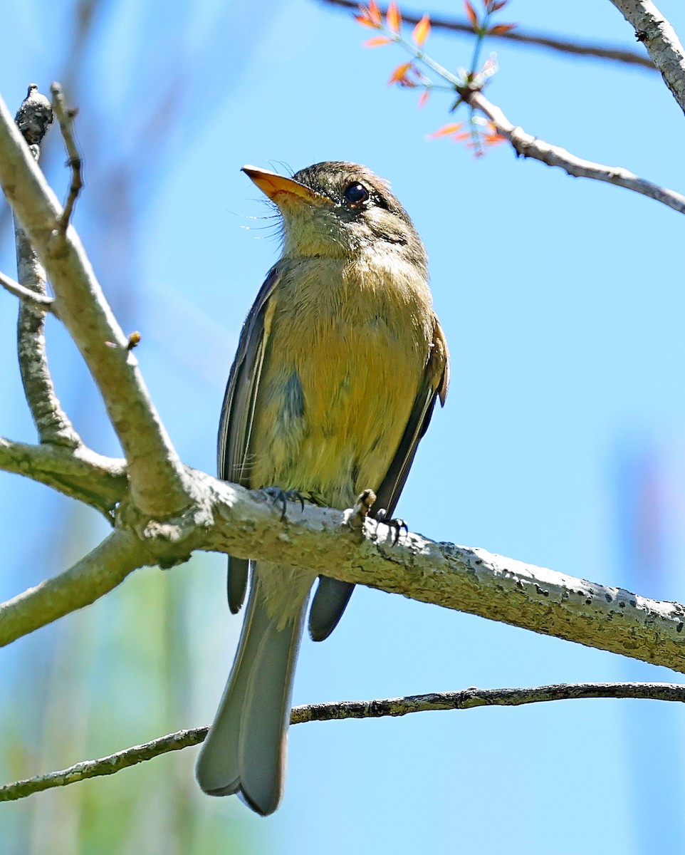 Lesser Antillean Pewee - ML640606052