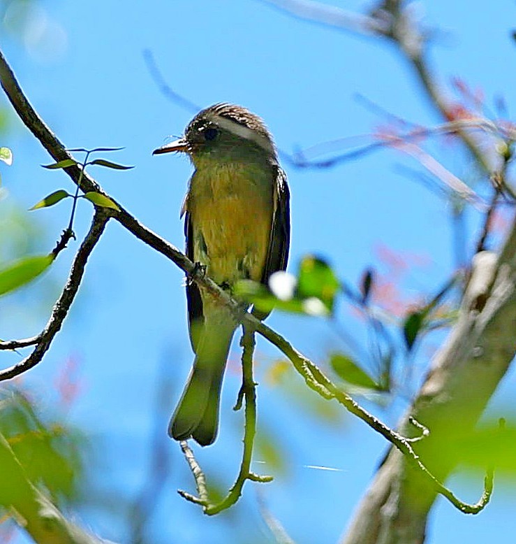 Lesser Antillean Pewee - ML640606053