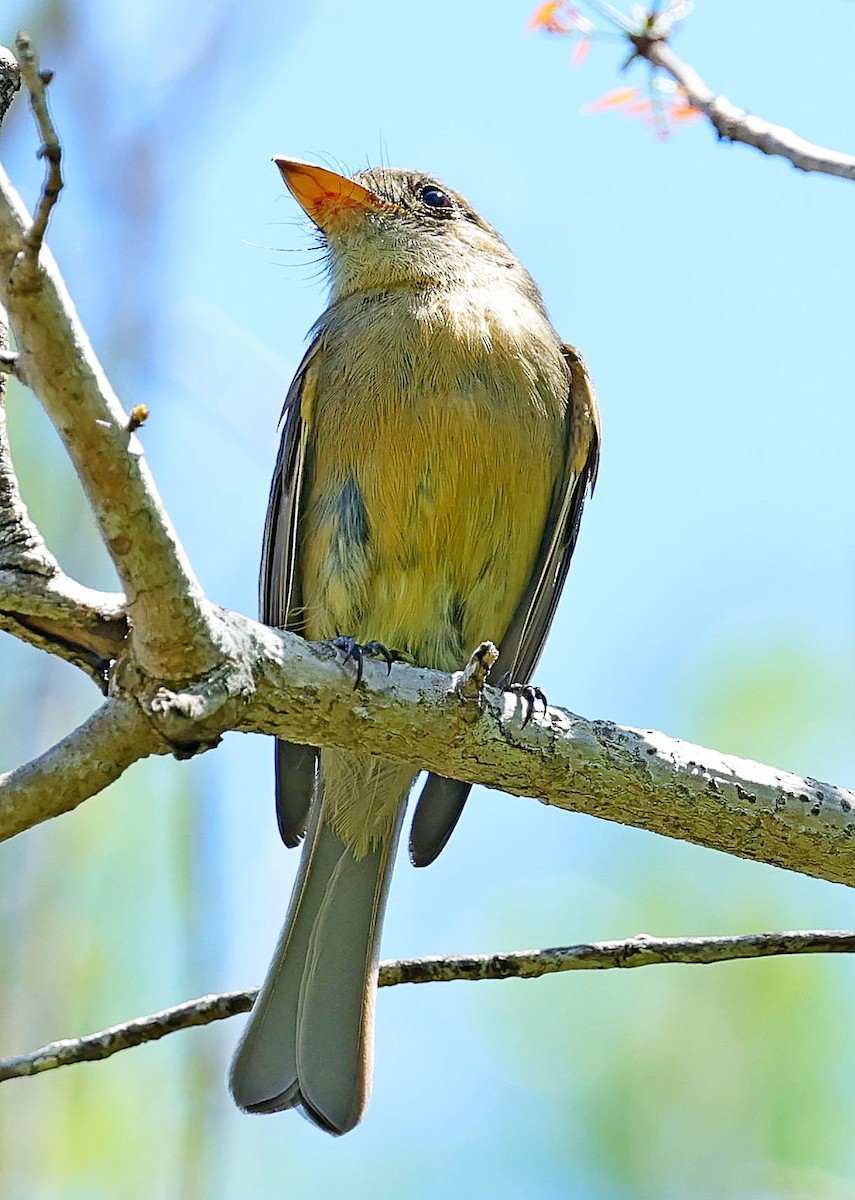 Lesser Antillean Pewee - ML640606054