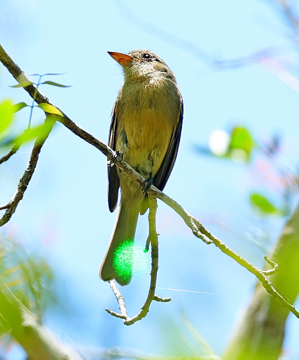 Lesser Antillean Pewee - ML640606055