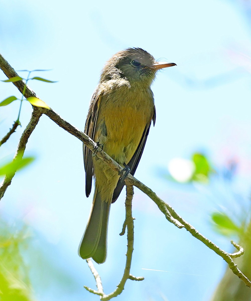 Lesser Antillean Pewee - ML640606056