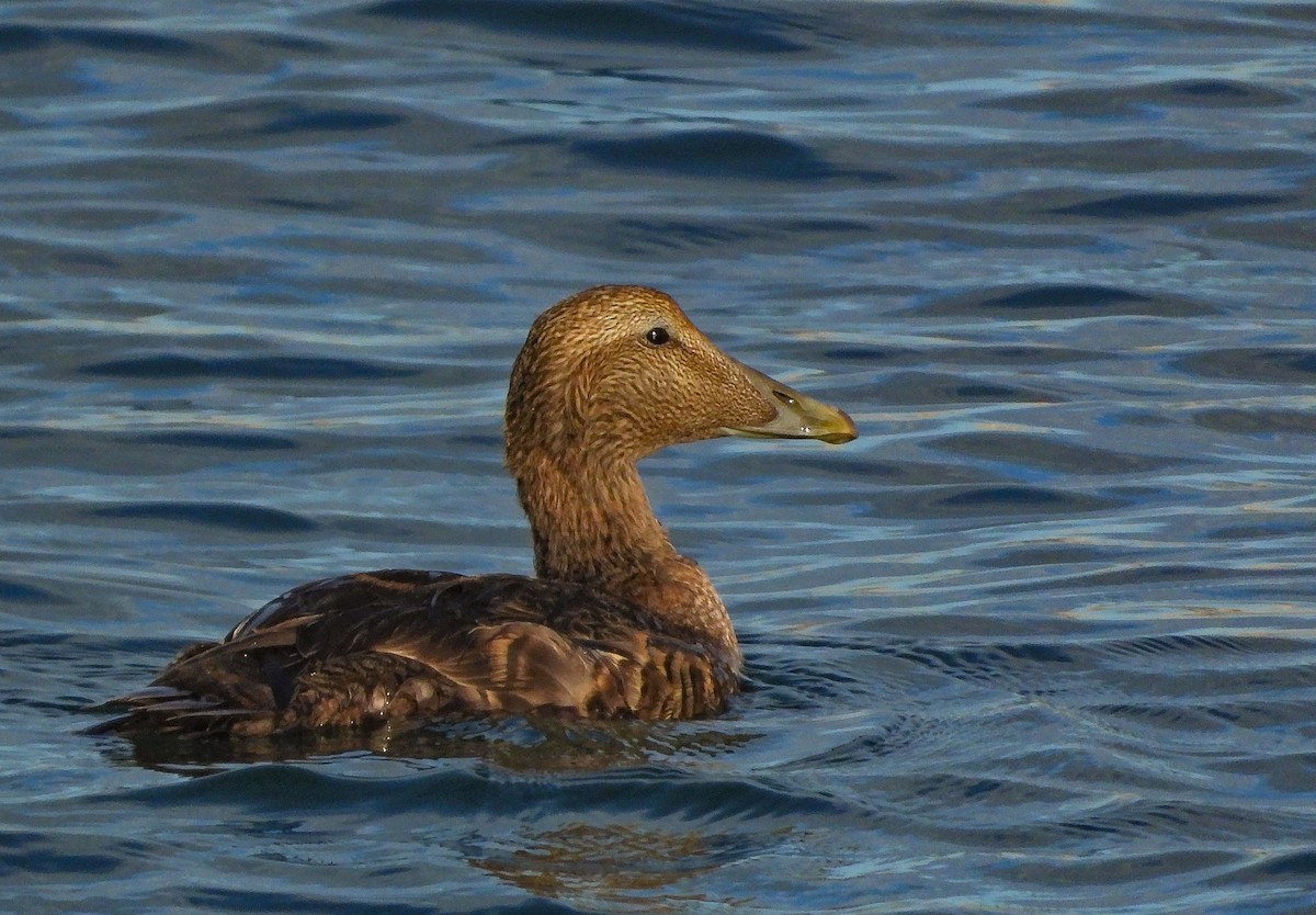 Common Eider - ML640606101
