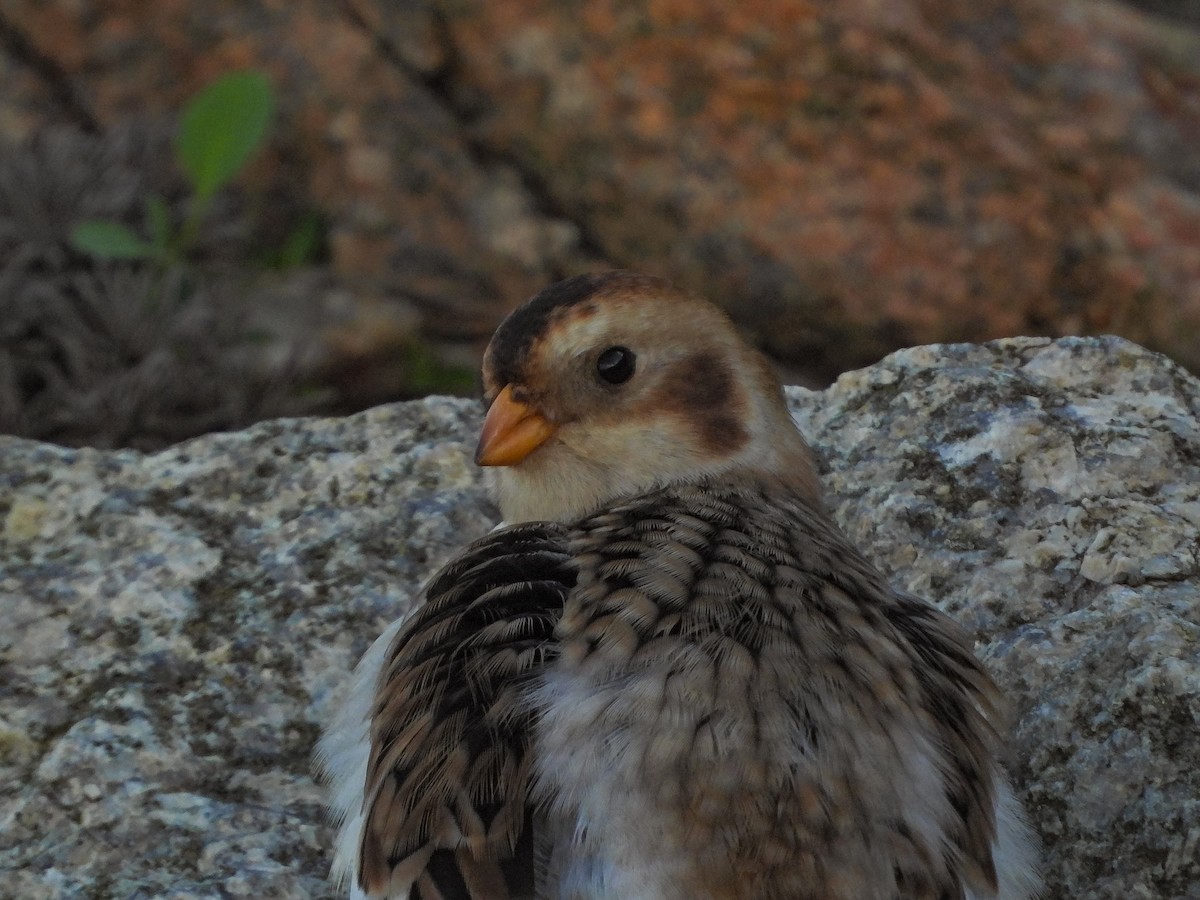 Snow Bunting - ML640606141