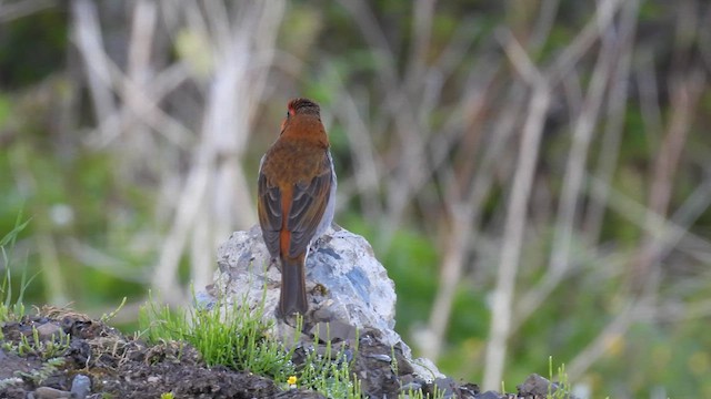 Crimson-browed Finch - ML640606171