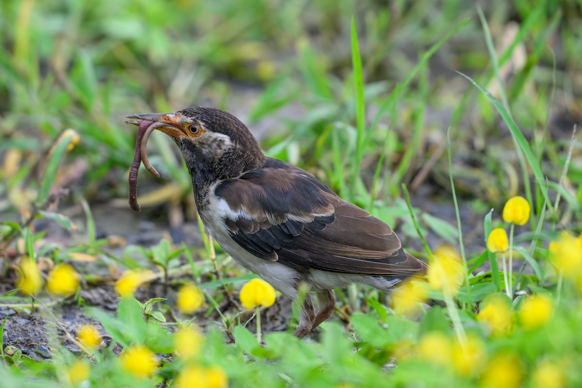 Siamese Pied Starling - ML640606186