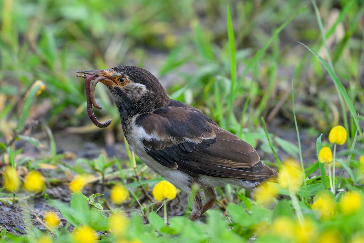 Siamese Pied Starling - ML640606187