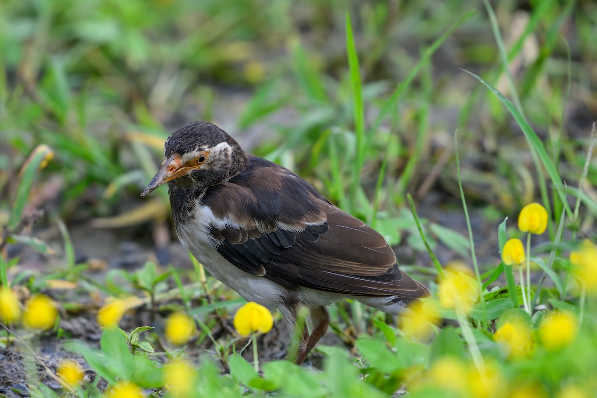 Siamese Pied Starling - ML640606189
