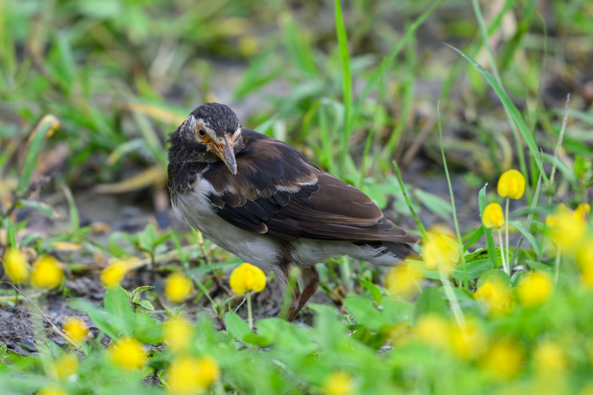 Siamese Pied Starling - ML640606195