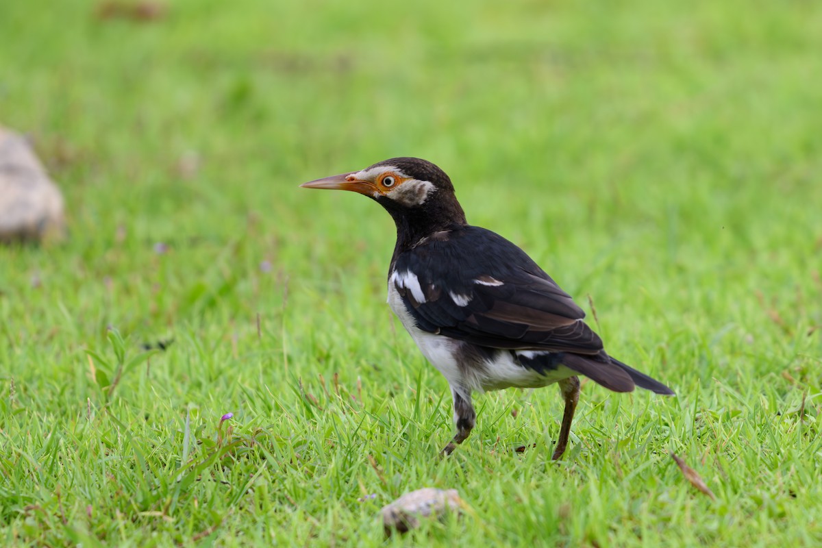 Siamese Pied Starling - ML640606201