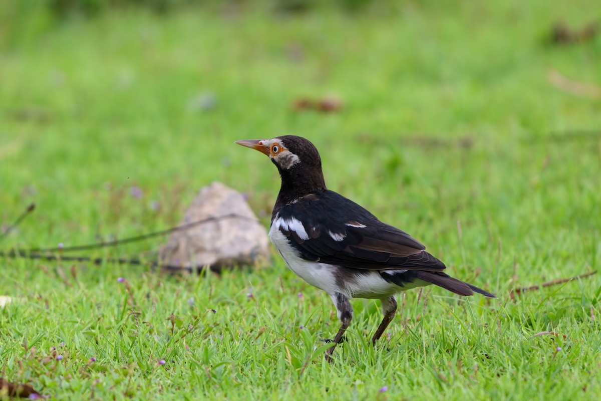 Siamese Pied Starling - ML640606202