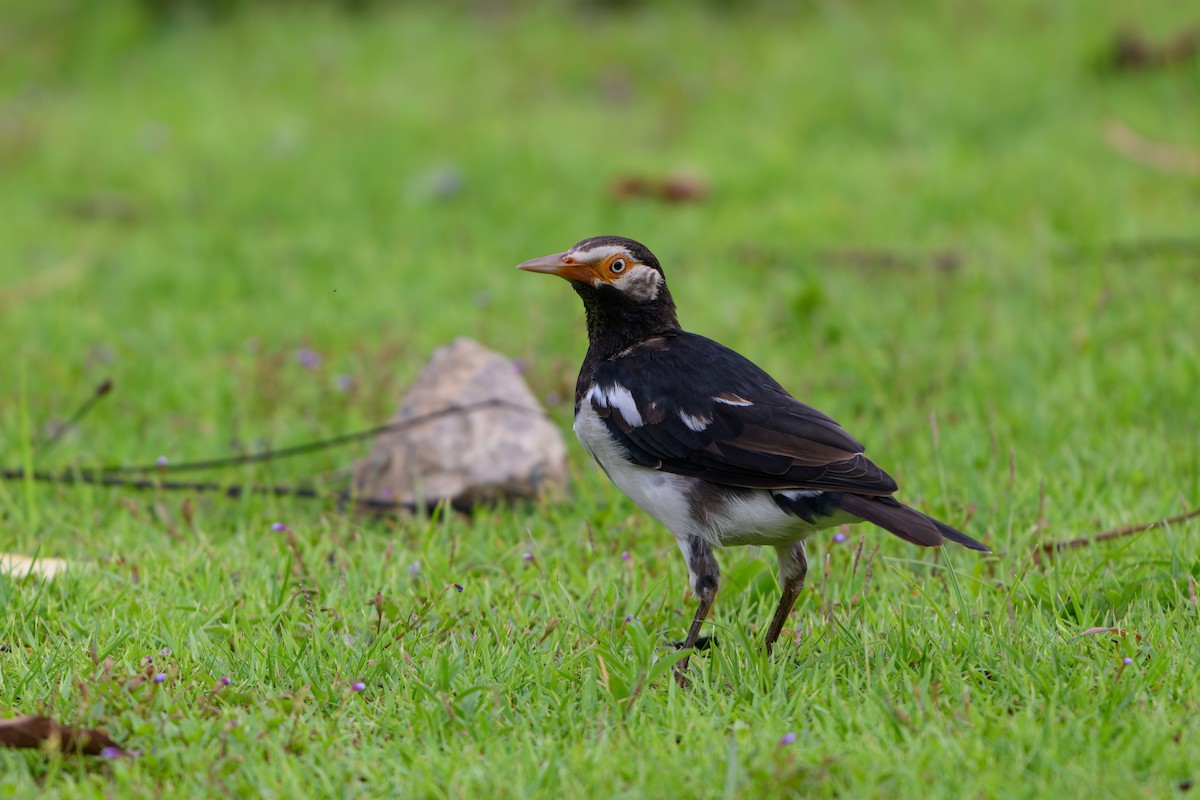 Siamese Pied Starling - ML640606203