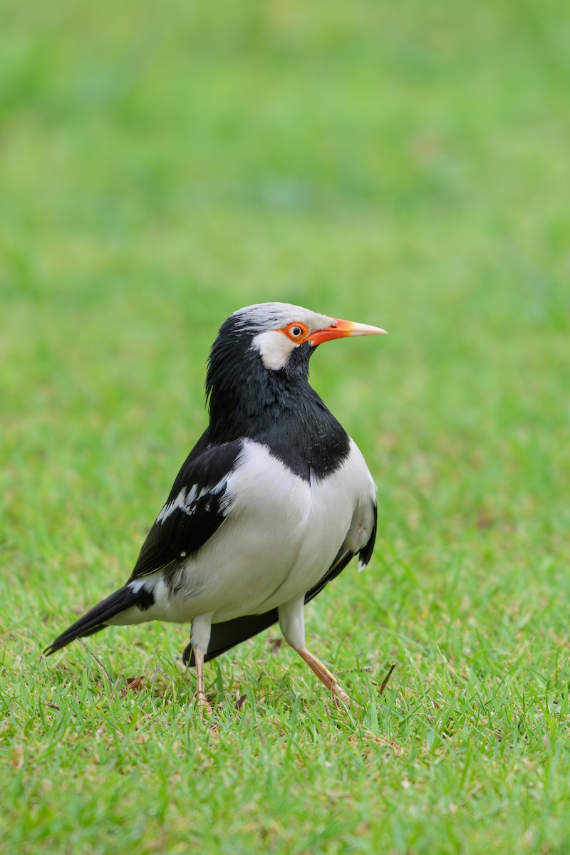 Siamese Pied Starling - ML640606206