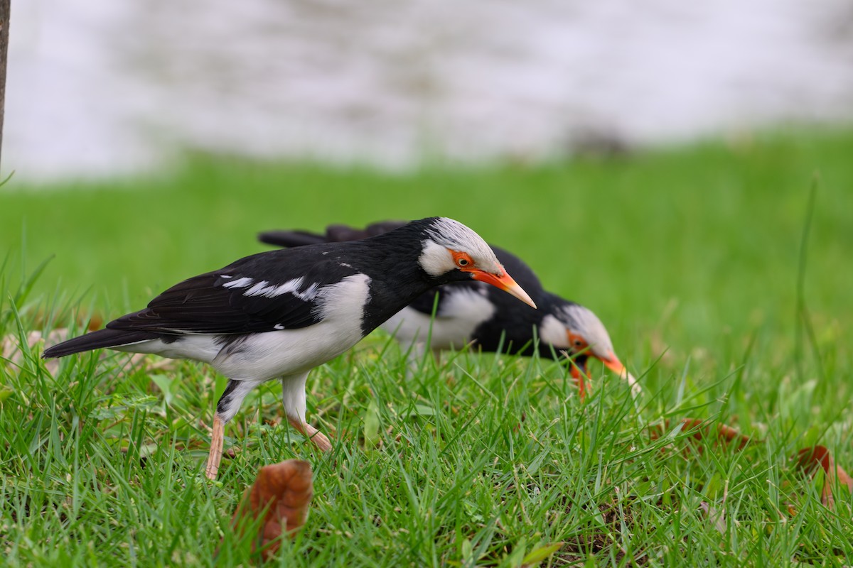 Siamese Pied Starling - ML640606207