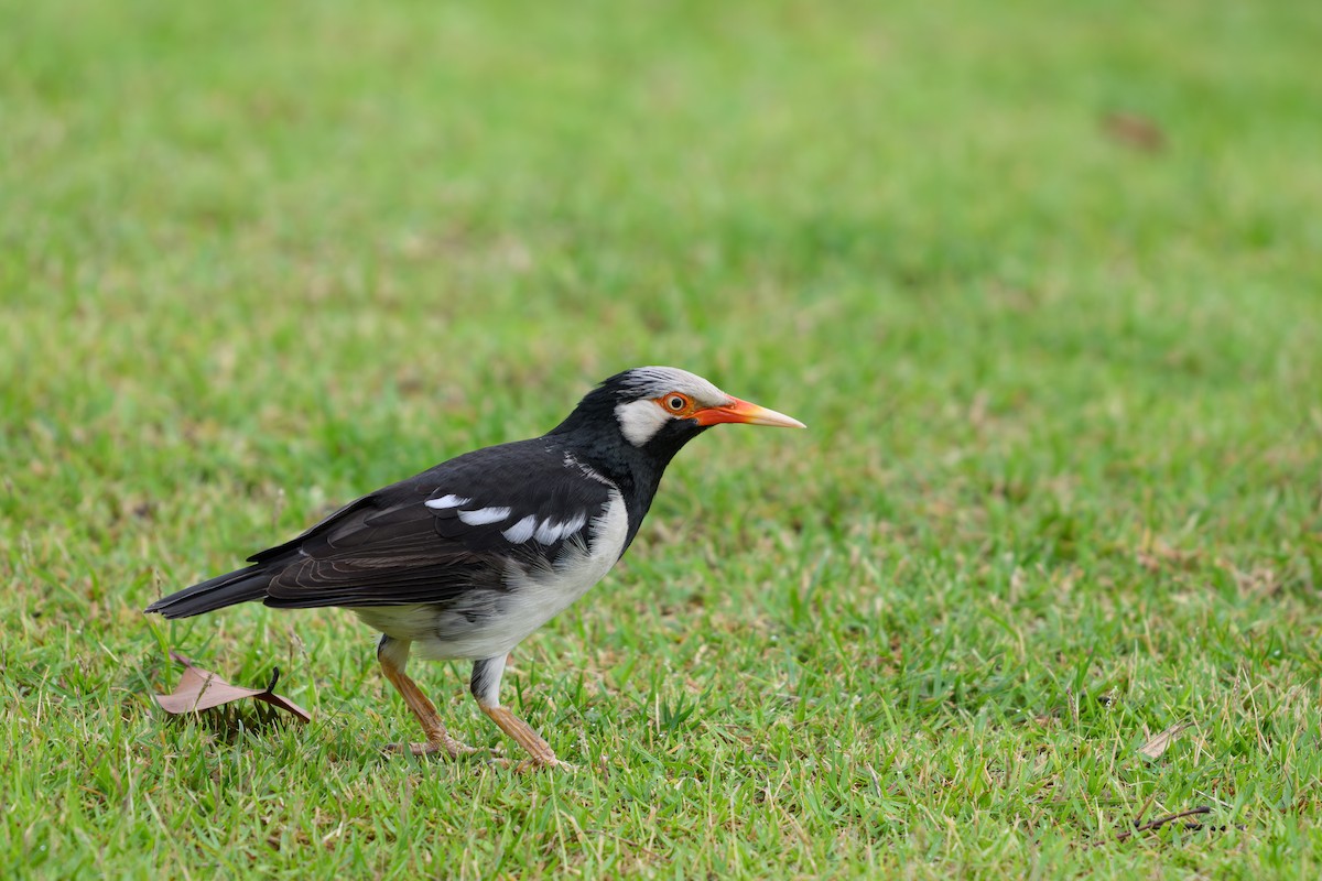 Siamese Pied Starling - ML640606208