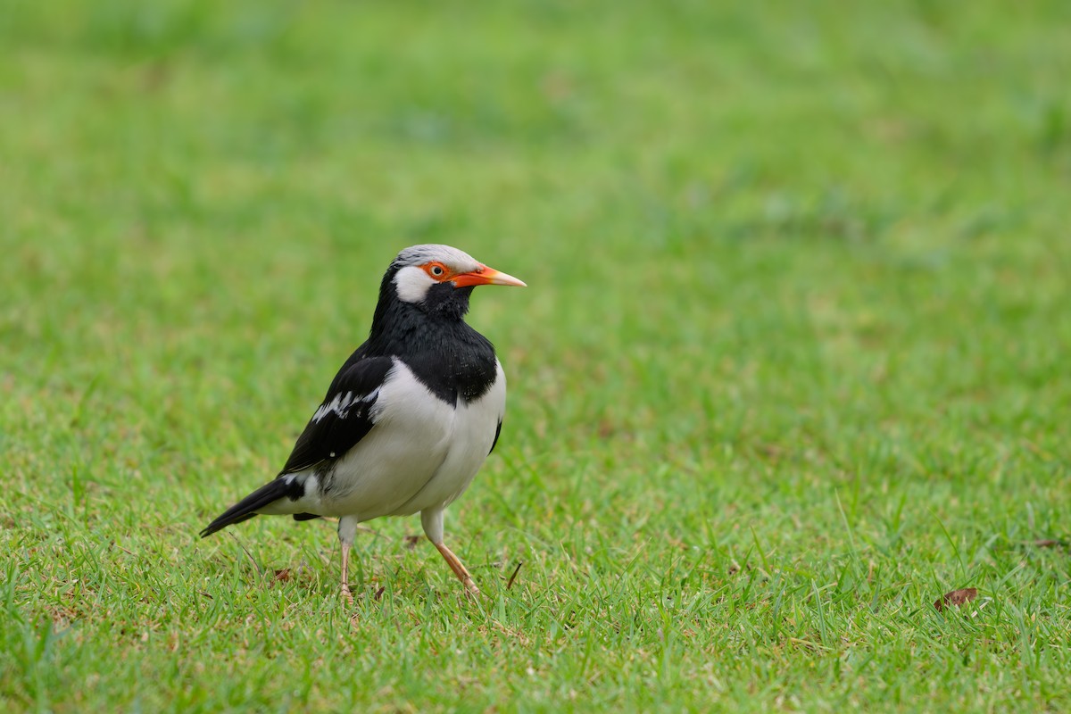 Siamese Pied Starling - ML640606209