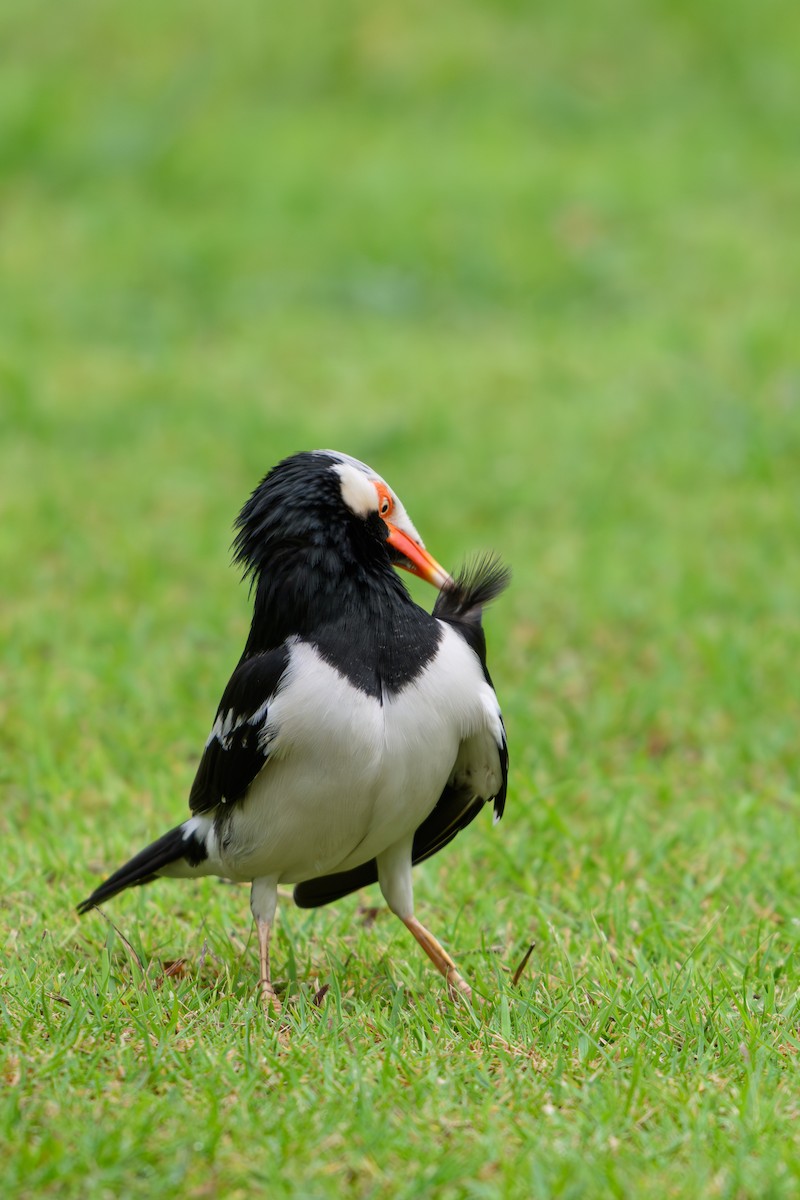 Siamese Pied Starling - ML640606210