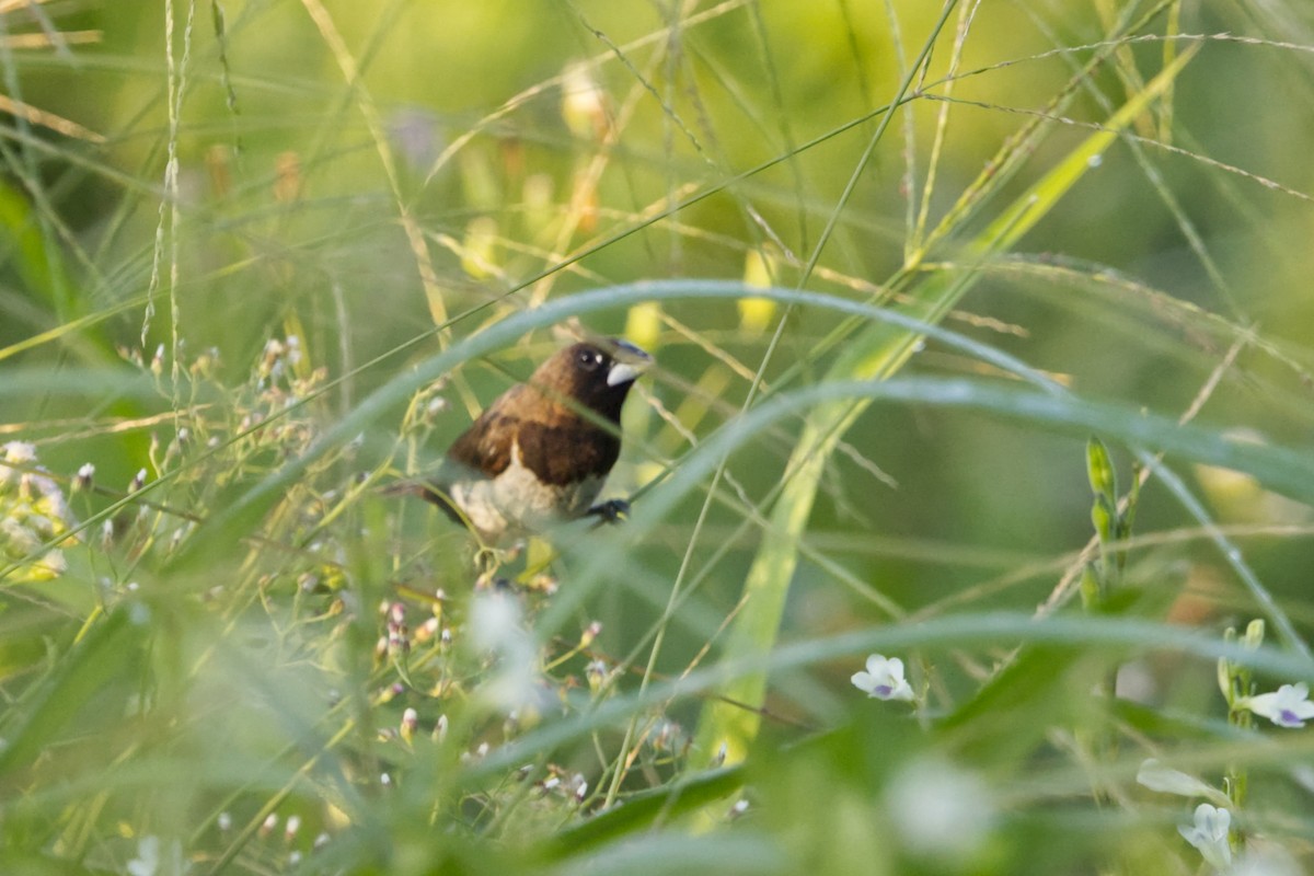 Javan Munia - ML640606217