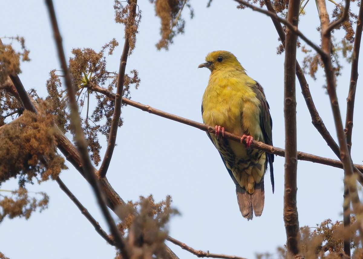 Wedge-tailed Green-Pigeon - ML640606262