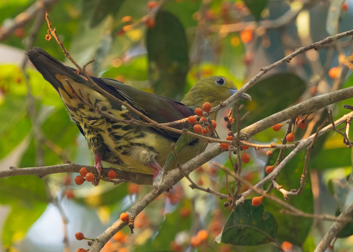 Wedge-tailed Green-Pigeon - ML640606264