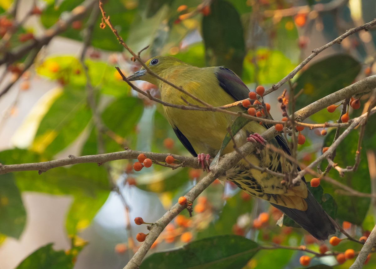 Wedge-tailed Green-Pigeon - ML640606265