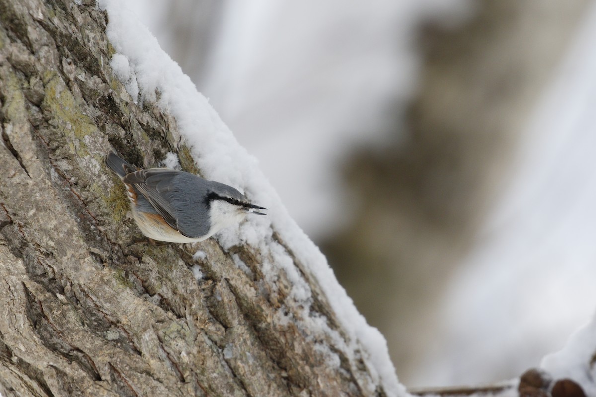Eurasian Nuthatch (White-bellied) - ML640606292