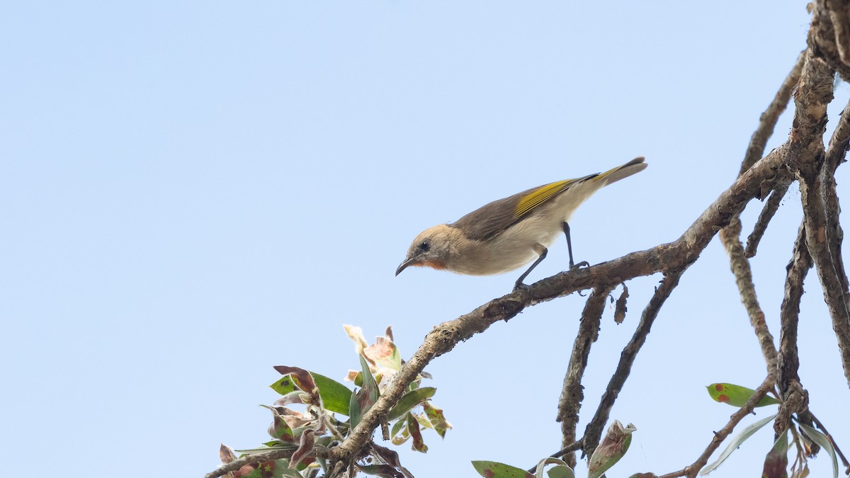 Rufous-throated Honeyeater - ML640606304