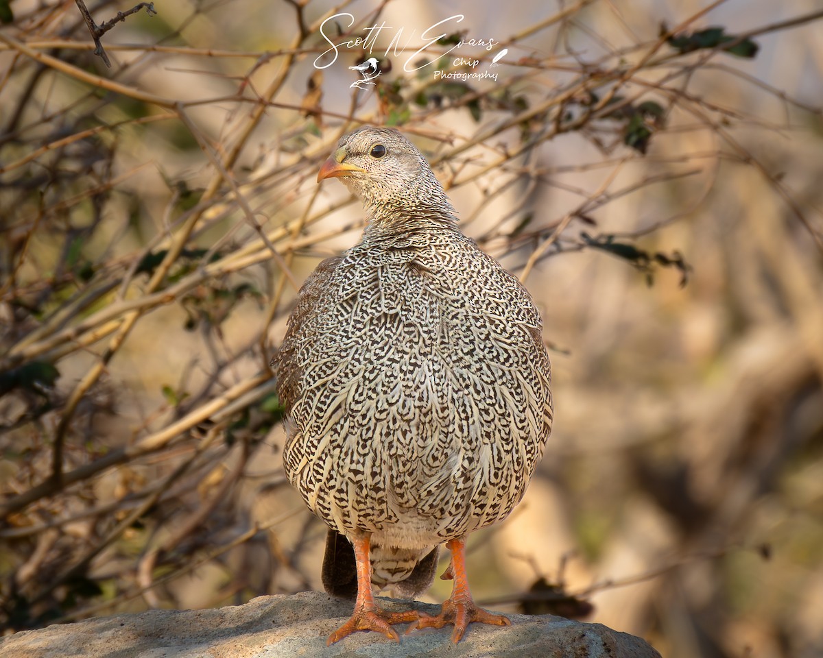 Natal Spurfowl - ML640606493