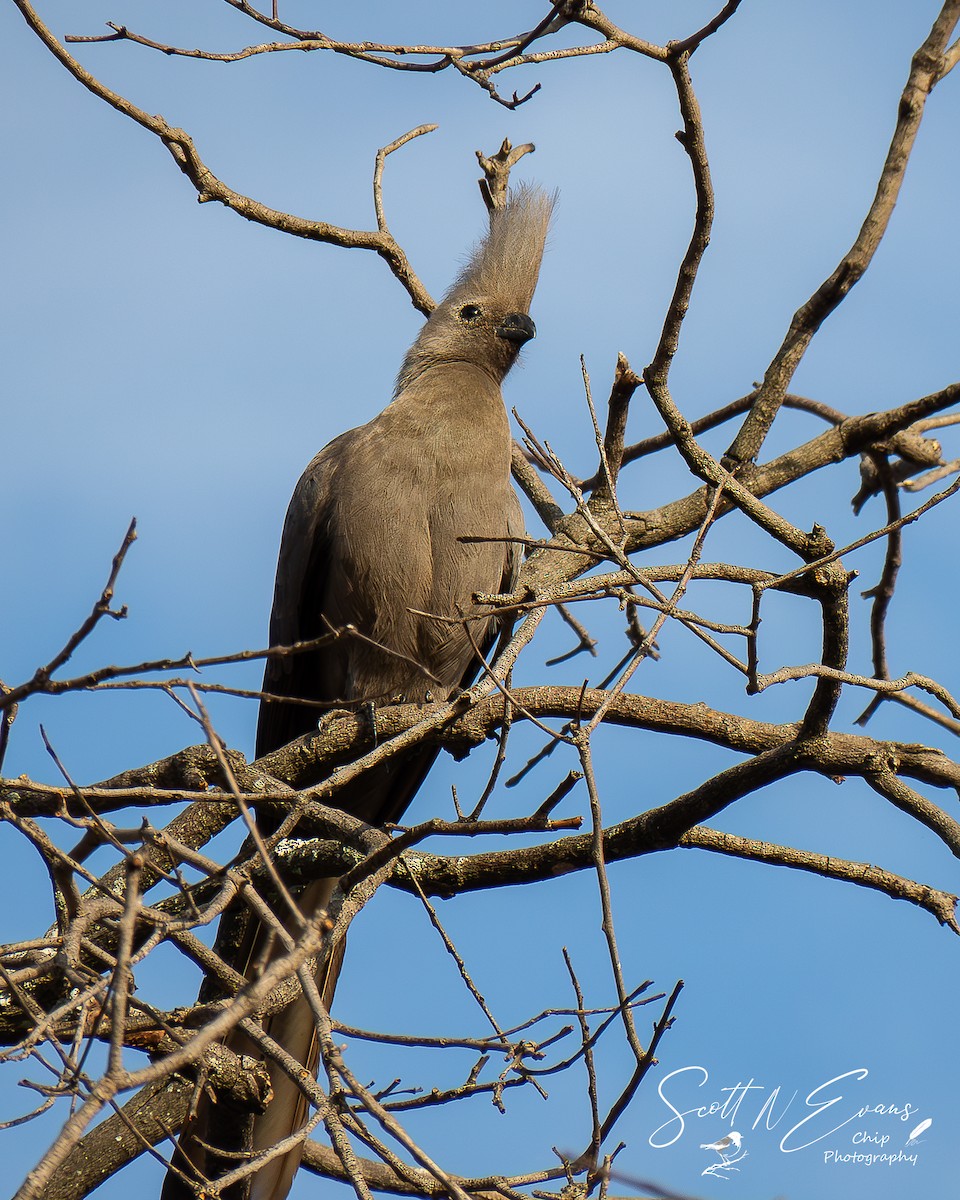 Gray Go-away-bird - ML640606508
