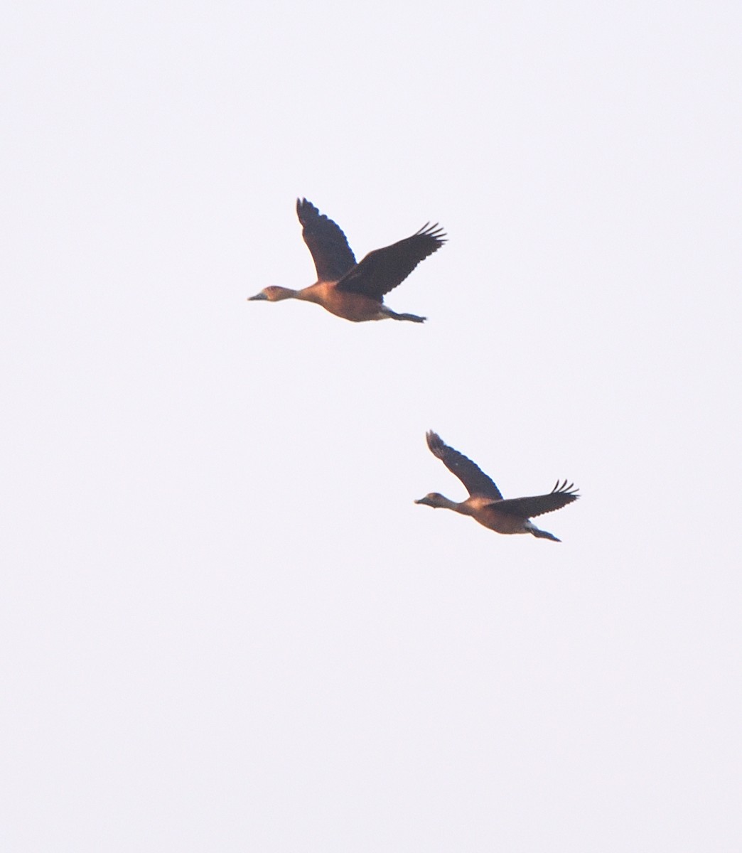 Fulvous Whistling-Duck - ML640606527